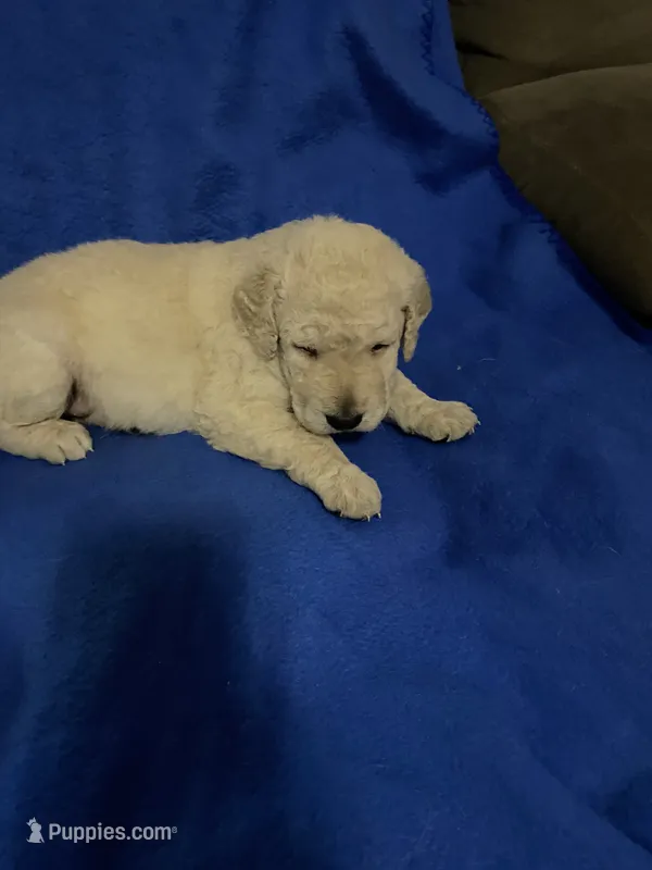Luke – Goldendoodle puppy for sale in Arab, AL