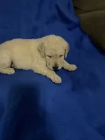 Luke, a male Goldendoodle for sale in Arab, AL – 10 of 10