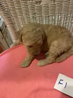Sunshine , a female Goldendoodle for sale in Arab, AL – 5 of 6