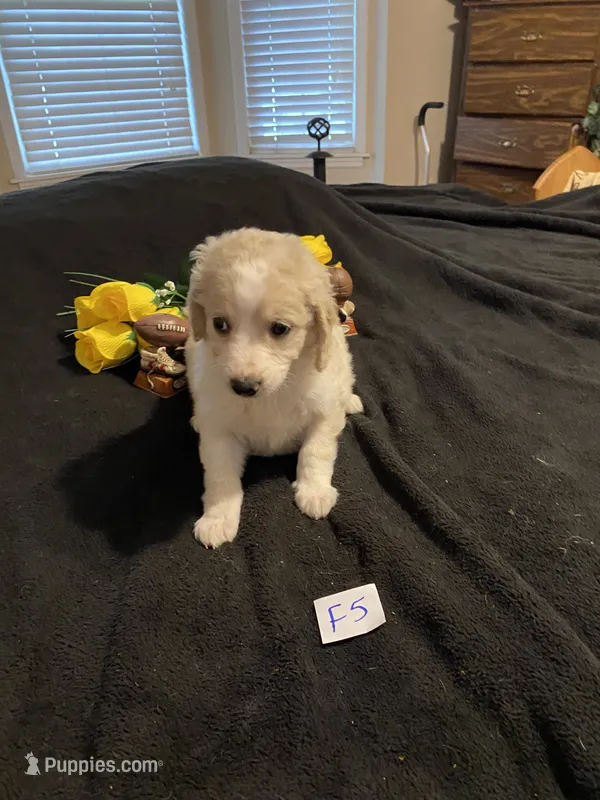 Izzy – Goldendoodle puppy for sale in Arab, AL