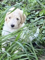 Little bit, a female Goldendoodle for sale in Arab, AL – 2 of 2