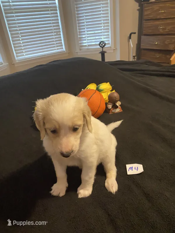 Oakley  – Goldendoodle puppy for sale in Arab, AL