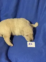 Luke, a male Goldendoodle for sale in Arab, AL – 4 of 10