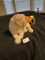 Ellie, a female Goldendoodle for sale in Arab, AL – 6 of 10