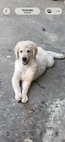 Luke, a male Goldendoodle for sale in Arab, AL – 7 of 9