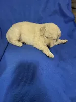 Luke, a male Goldendoodle for sale in Arab, AL – 7 of 10
