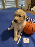Reece, a female Goldendoodle for sale in Arab, AL – 4 of 7