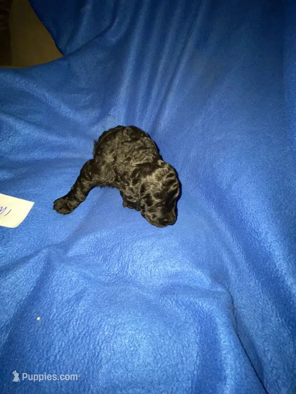 Asher – Goldendoodle puppy for sale in Arab, AL