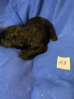 Maverick , a male Goldendoodle for sale in Arab, AL – 5 of 5