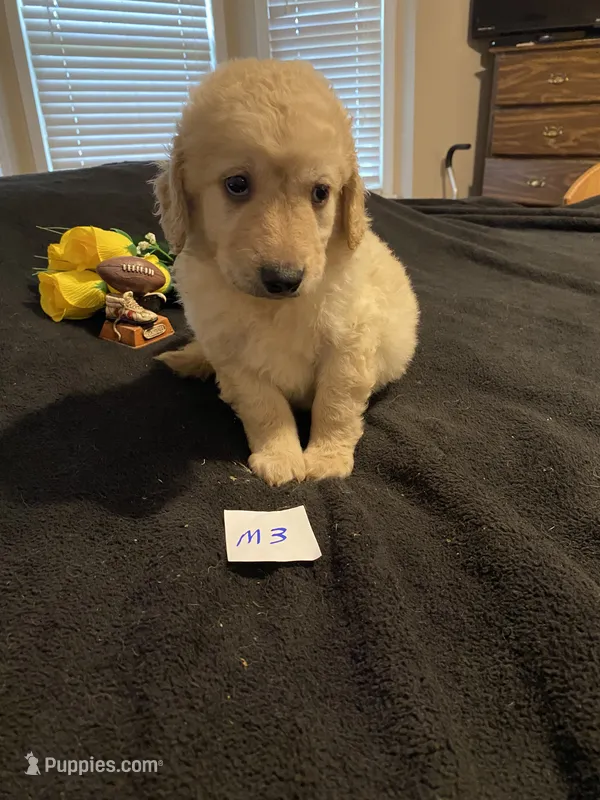 Rocky – Goldendoodle puppy for sale in Arab, AL
