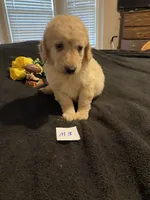 Rocky, a female Goldendoodle for sale in Arab, AL – 4 of 10