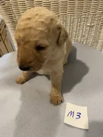 Rocky, a female Goldendoodle for sale in Arab, AL – 2 of 5