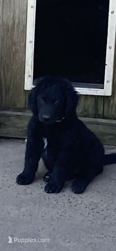 Maverick  – Goldendoodle puppy for sale in Arab, AL