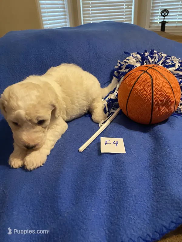 Stella – Goldendoodle puppy for sale in Arab, AL