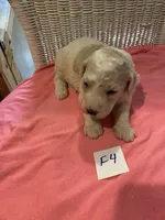 Stella, a female Goldendoodle for sale in Arab, AL – 8 of 8