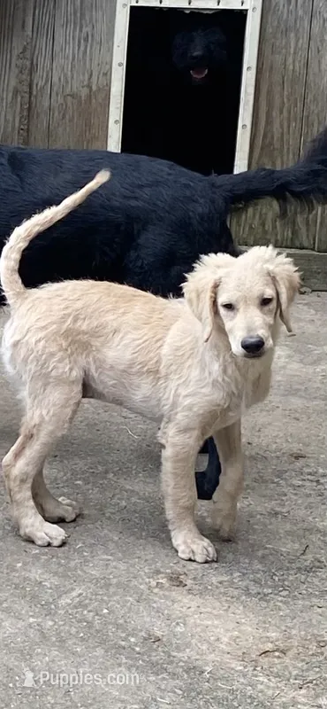 Luke – Goldendoodle puppy for sale in Arab, AL