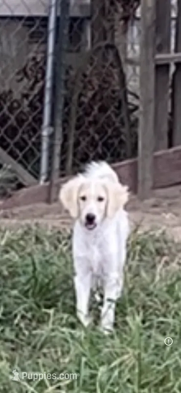 Reece – Goldendoodle puppy for sale in Arab, AL