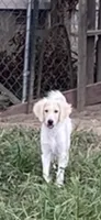 Reece, a female Goldendoodle for sale in Arab, AL – 1 of 10