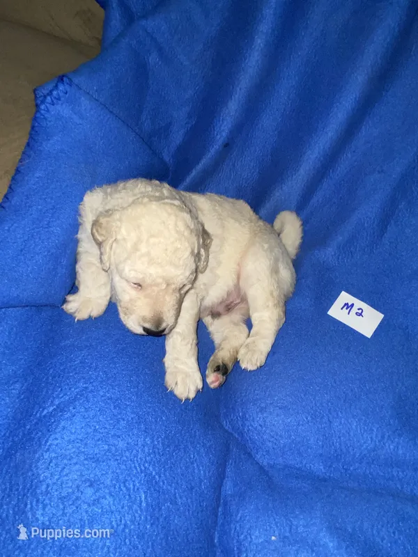 Luke – Goldendoodle puppy for sale in Arab, AL