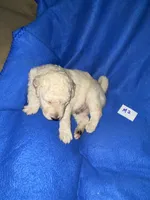 Luke, a male Goldendoodle for sale in Arab, AL – 1 of 10