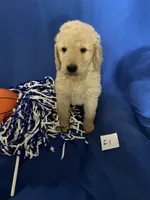 Daisy, a female Goldendoodle for sale in Arab, AL – 4 of 10