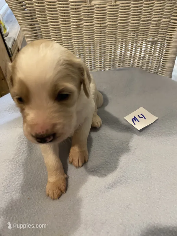 Oakley  – Goldendoodle puppy for sale in Arab, AL
