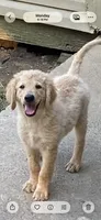 Daisy, a female Goldendoodle for sale in Arab, AL – 6 of 10
