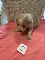 Lilly, a female Goldendoodle for sale in Arab, AL – 4 of 6