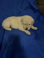 Luke, a male Goldendoodle for sale in Arab, AL – 6 of 10