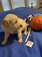 Carlie, a female Goldendoodle for sale in Arab, AL – 3 of 8