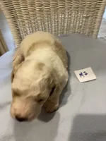 Bodie, a male Goldendoodle for sale in Arab, AL – 2 of 7