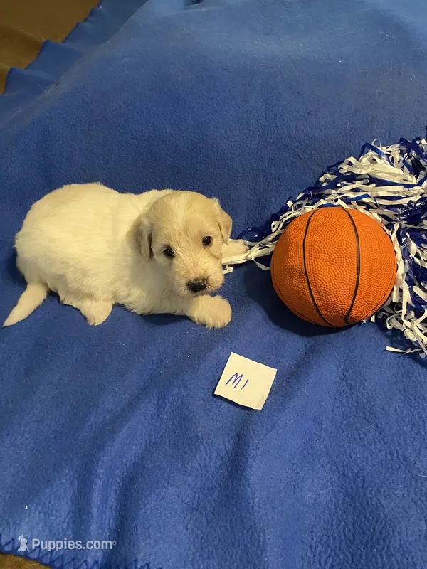 Milo – Goldendoodle puppy for sale in Arab, AL