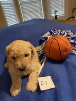 Ellie, a female Goldendoodle for sale in Arab, AL – 8 of 10