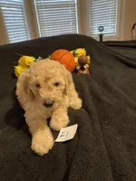 Ellie, a female Goldendoodle for sale in Arab, AL – 7 of 10
