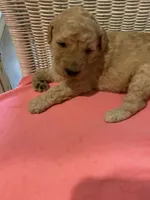 Sunshine , a female Goldendoodle for sale in Arab, AL – 3 of 6