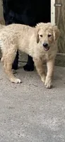 Daisy, a female Goldendoodle for sale in Arab, AL – 7 of 10