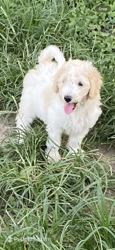 Little bit – Goldendoodle puppy for sale in Arab, AL