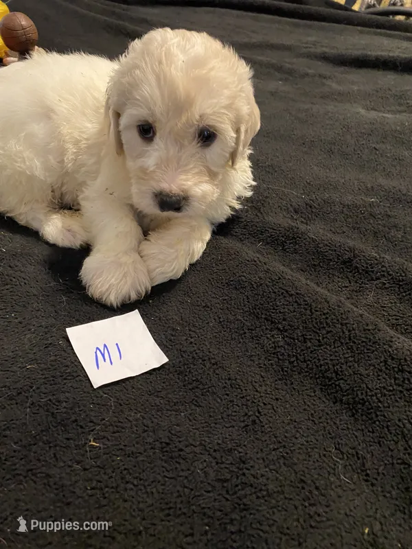 Milo – Goldendoodle puppy for sale in Arab, AL