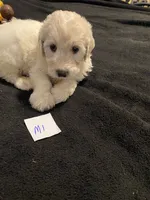 Milo, a male Goldendoodle for sale in Arab, AL – 5 of 5