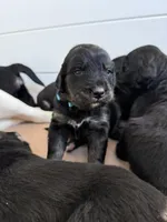 Prosciutto, a male Golden Mountain Dog for sale in Oak View, CA – Photo 3 of 4