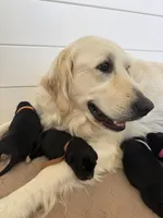 Prosciutto, a male Golden Mountain Dog for sale in Oak View, CA – Photo 4 of 4