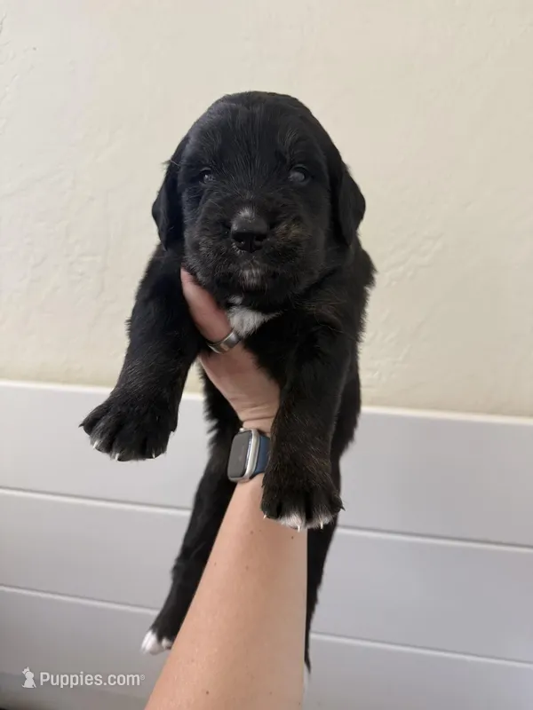 Prosciutto – Golden Mountain Dog puppy for sale in Oak View, CA