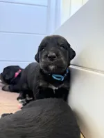 Chevre , a female Golden Mountain Dog for sale in Oak View, CA – Photo 5 of 7