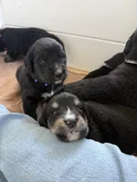 Chevre , a female Golden Mountain Dog for sale in Oak View, CA – Photo 3 of 7