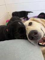 Chevre , a female Golden Mountain Dog for sale in Oak View, CA – Photo 7 of 7