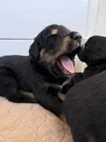 Chevre , a female Golden Mountain Dog for sale in Oak View, CA – Photo 6 of 7