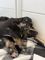 Chevre , a female Golden Mountain Dog for sale in Oak View, CA – Photo 4 of 7