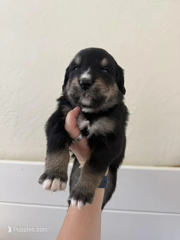 Chevre  – Golden Mountain Dog puppy for sale in Oak View, CA