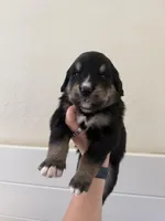 Chevre , a female Golden Mountain Dog for sale in Oak View, CA – Photo 2 of 7