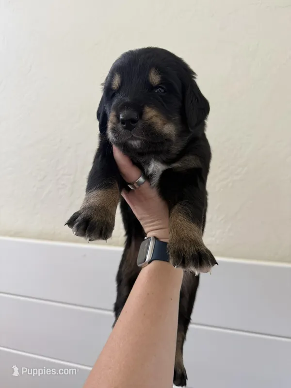Brie – Golden Mountain Dog puppy for sale in Oak View, CA